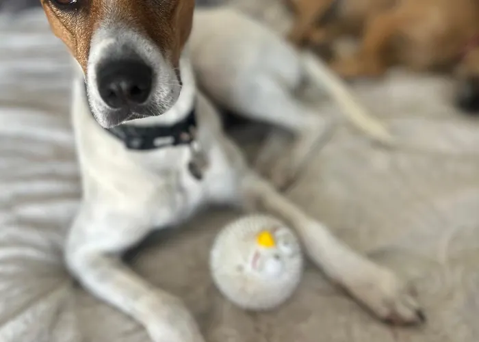 Pensjonat El Charco *